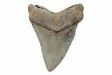 Serrated, 5.08" Fossil Megalodon Tooth - North Carolina - #201915-2